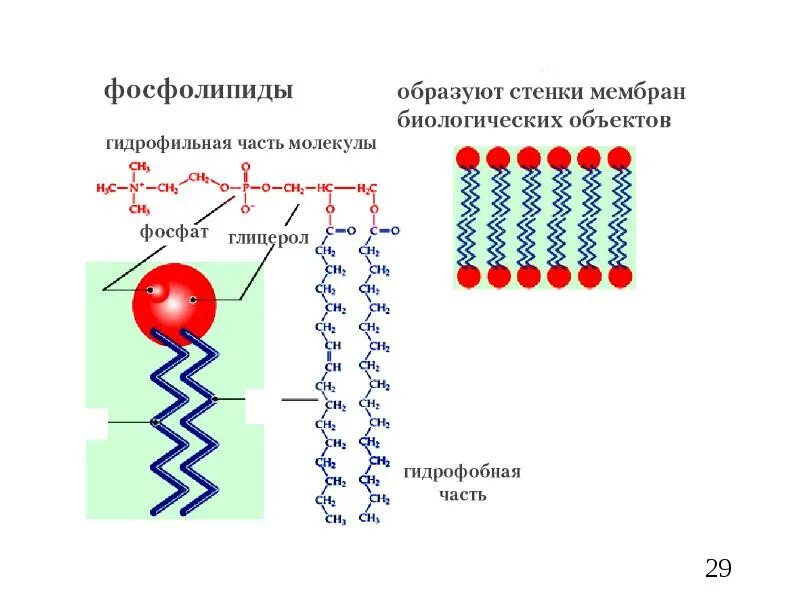 Фосфолипид строение схема. Гидрофильная и гидрофобная часть молекул фосфолипидов рисунок. Фосфолипиды гидрофильный и гидрофобный части. Фосфолипиды в мембране. Строение фосфолипида