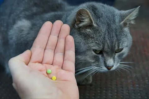 Кошечка дай