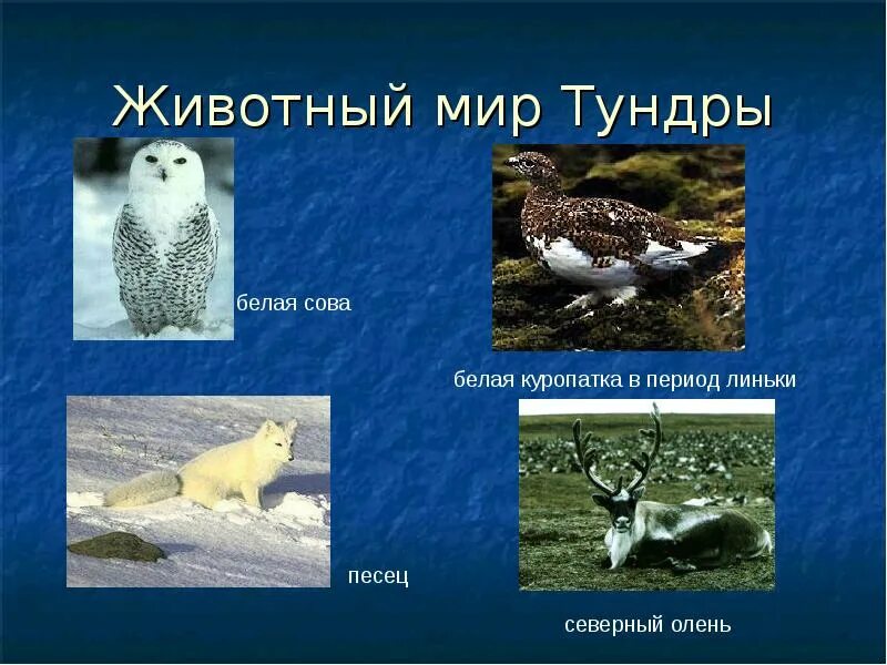 Где обитает сова в какой природной зоне. Животные тундры тундры белая куропатка. белая куропатка, полярная сова, северный олень – представители зоны:. животный мир тундры южной америки. типичные животные тундры.