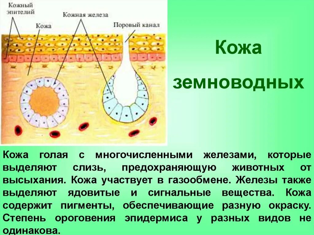 Слизистые покровы или гладкая поверхность мелкие размеры. Кожные покровы амфибий. Строение кожи амфибий. Покровы тела амфибий. Строение кожи земноводных.