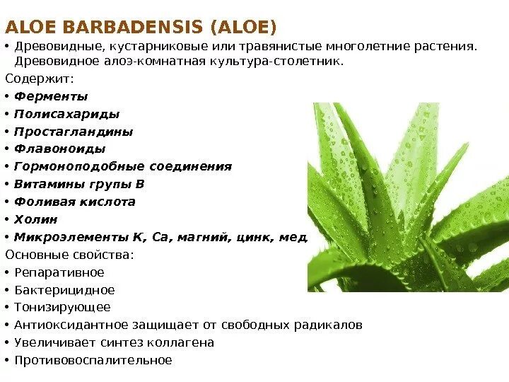 Противопоказания свойства алоэ. Алоэ древовидное (столетник) сок. Химический состав алоэ древовидного.