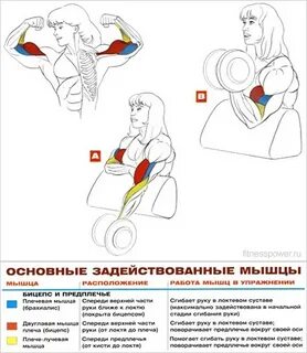 Как накачать мышцы рук женщине