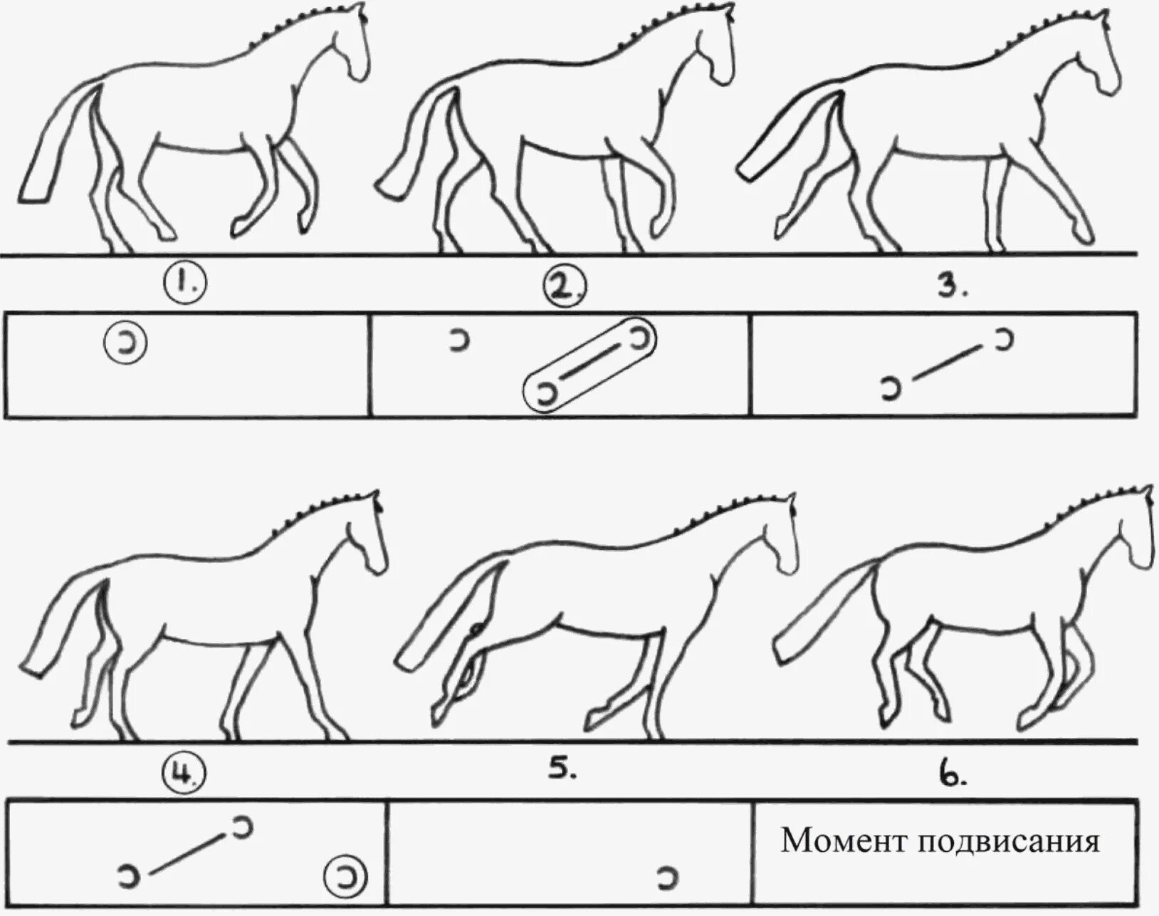 Передвижение лошади. Галоп Аллюр лошади схема. Фазы галопа лошади. Иноходь лошади схема. Галоп Рысь Аллюр иноходь.