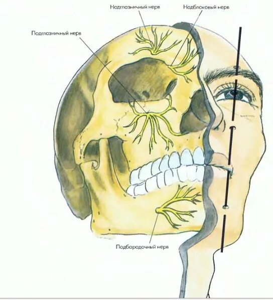 Блокада тройничного. Анатомия тройничного нерва стоматология. Тройничный нерв атлас. Блокада тройничного нерва. Невралгия ветвей тройничного нерва.