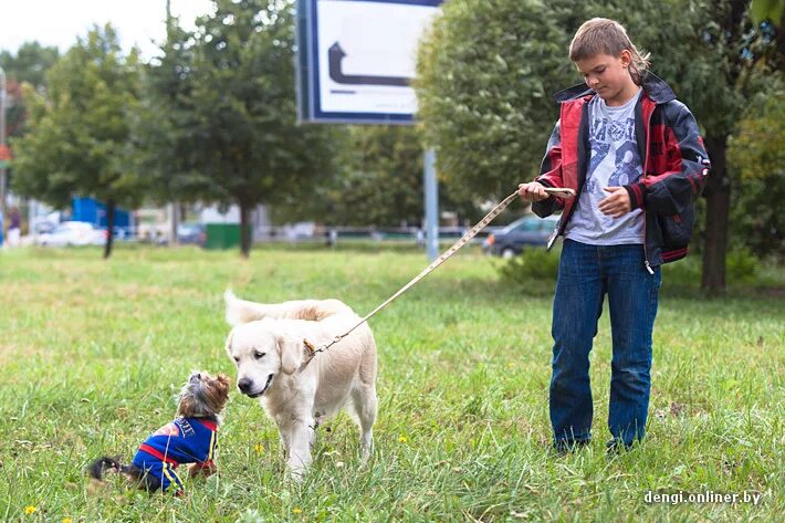Прогулка с собакой. Выгульщик собак. Объявление по выгулу собак. Выгул собак подработка. Выгул собак.