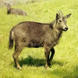 Копытное в гималаях 5 букв