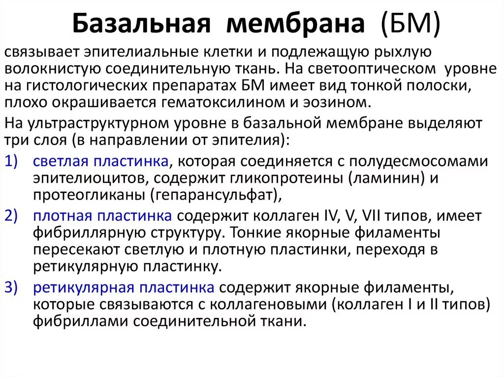 Строение и функции базальной мембраны. Базальная мембрана гистология функции. Эпителиоциты на базальной мембране. Роль базальной мембраны гистология. Базальная мембрана функции