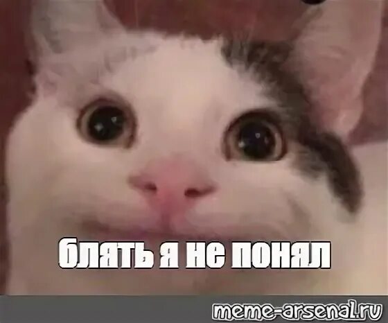 Мем кот не понимает. Мем кот чего чего блять. непонимающий кот мем. не понял мем кот. мем не понимающий котик.