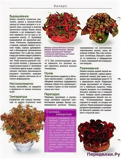 При какой температуре можно высаживать колеусы