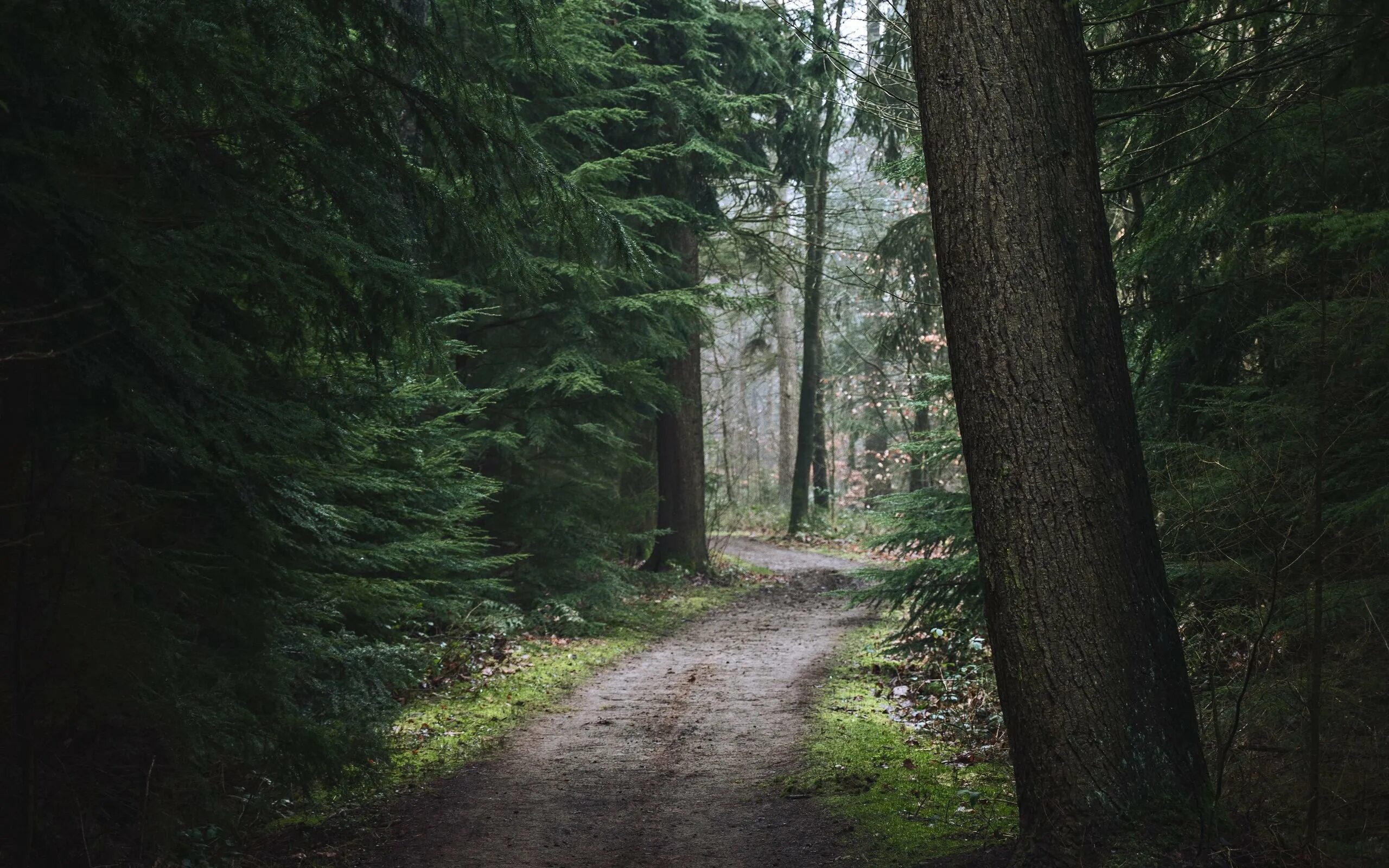 Лес с густым подлеском. Стоят глубокие леса. Стоят глубокие леса. Глубокий лес. Лес тёмный мрачный.