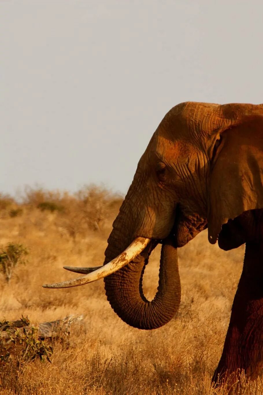 Trip africa. Кения сафари. Сафари в Африке. Сафари слоны. Кения слон.