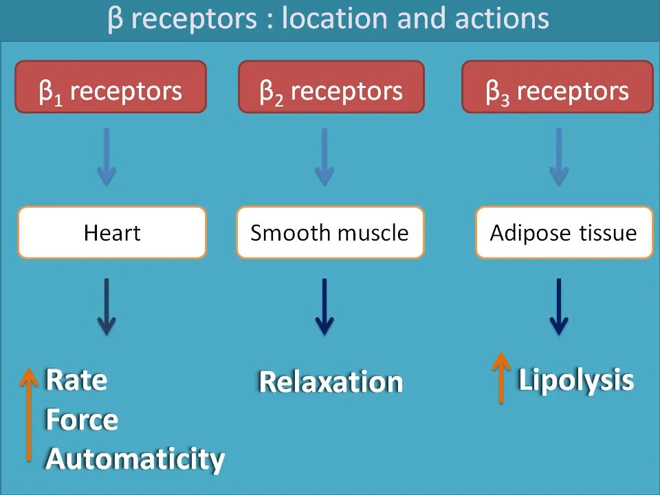 Beta sobaegjag i dallajyeossda. Beta receptors. adrenergic receptors location. names of beta blockers. types of beta blockers.