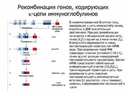Закодирован в гене