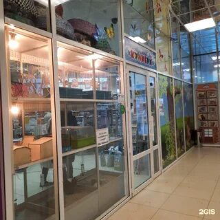 Колибри сыктывкар