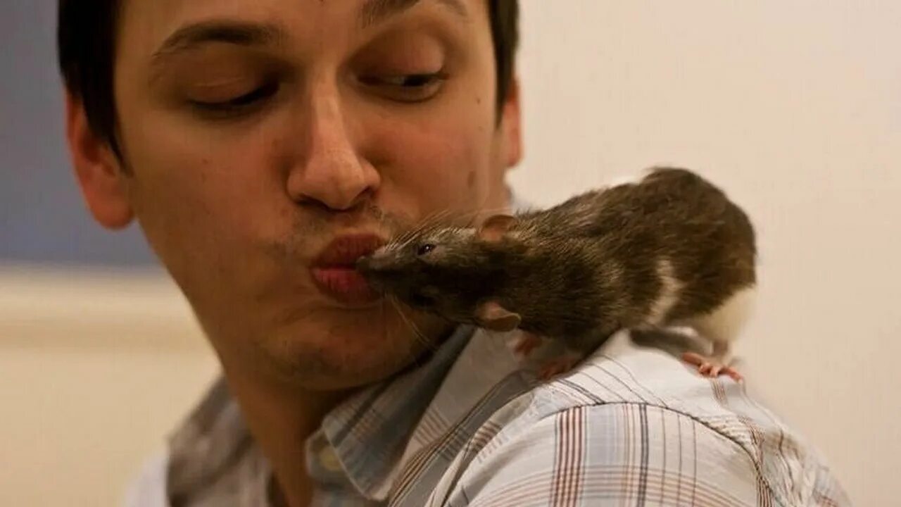 Крыса. Парень крысу. Декоративная крыса самец. Крыса дамбо самец. Крыса домашнее животное декоративное.