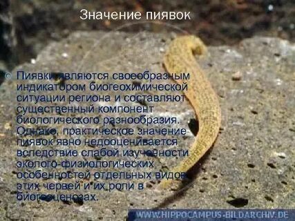 Медицинское значение пиявки
