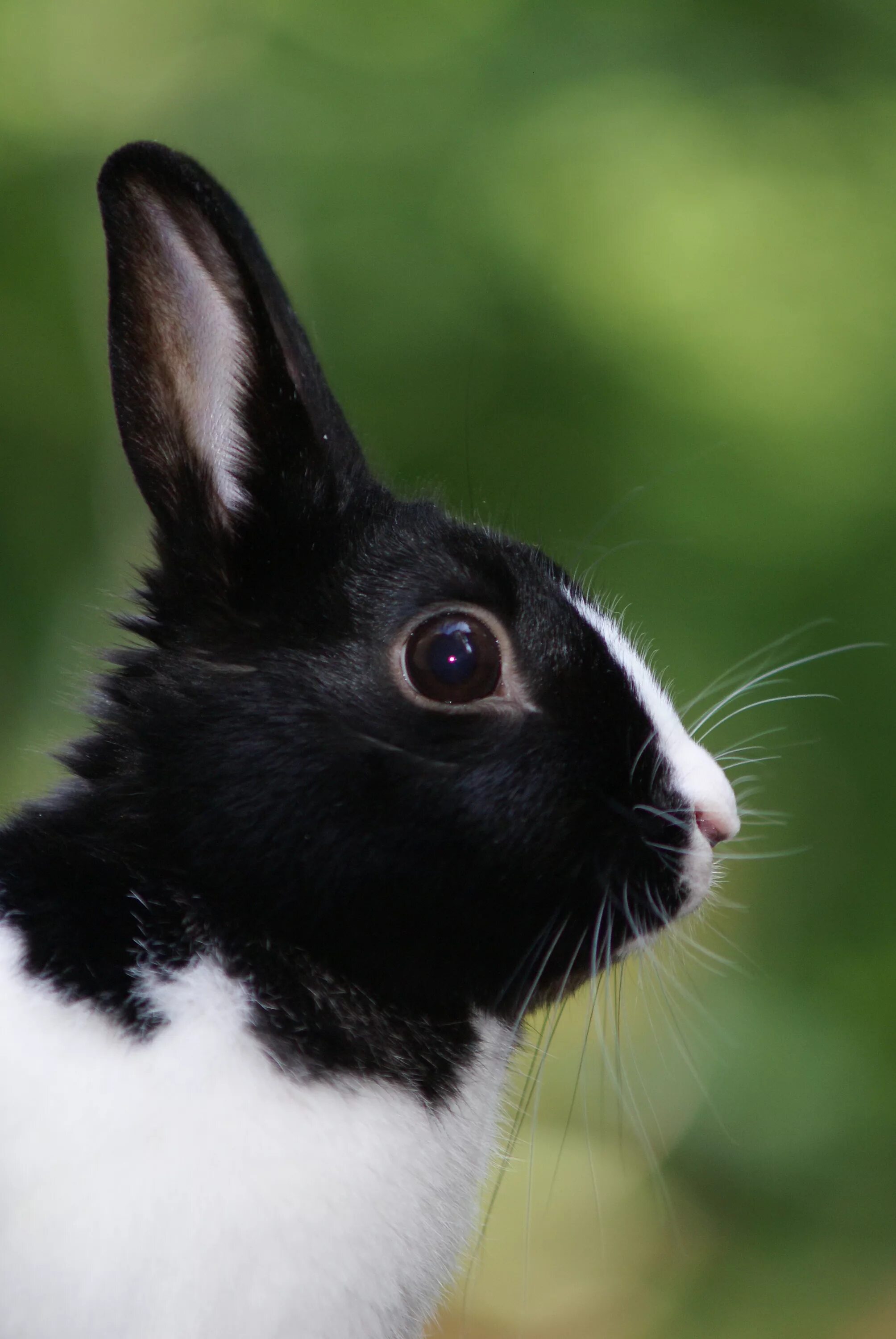 Black rabbit
