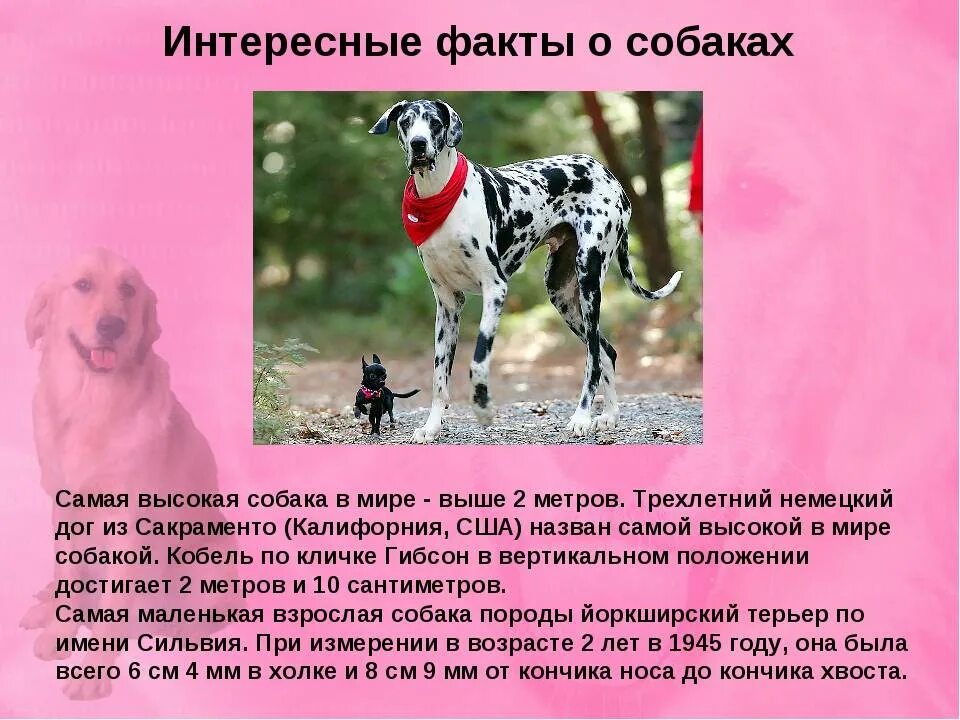 Факты о самых популярных животных. Интересные сведения о собаках. интересные факты отсобаках. интересные факты о животных. необычные факты о собаках.