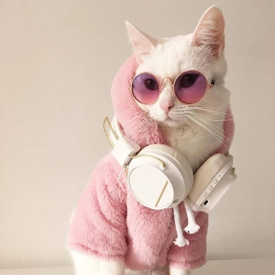 Крутые котики девочки. Крутые котики девочки