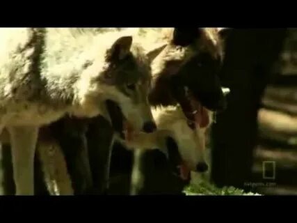 Волки песня и видео
