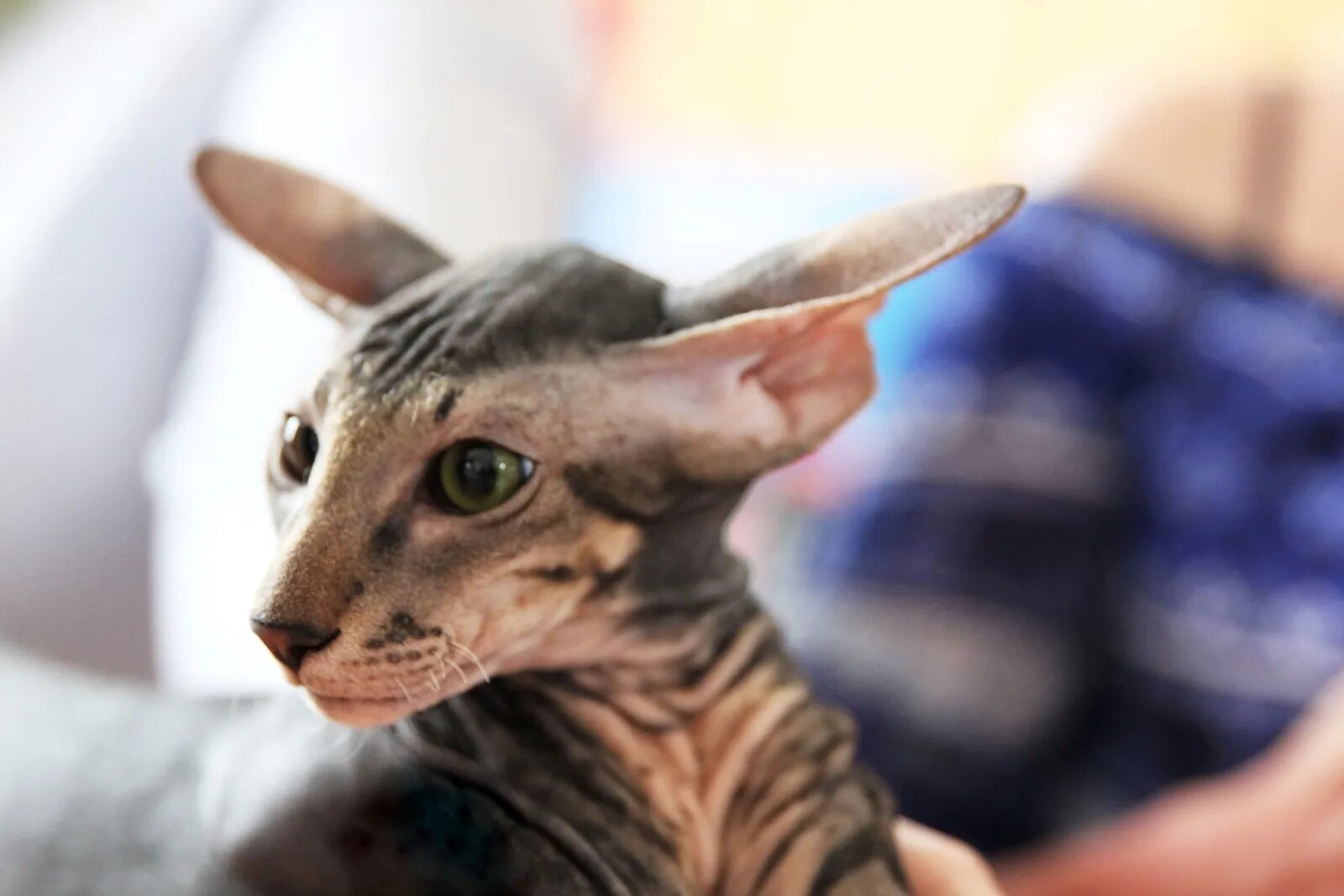 http://worldpeterbald.jimdo.com/ - Сайт worldpeterbald!