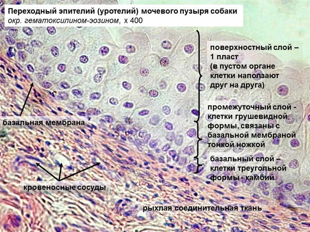 Слои переходного эпителия