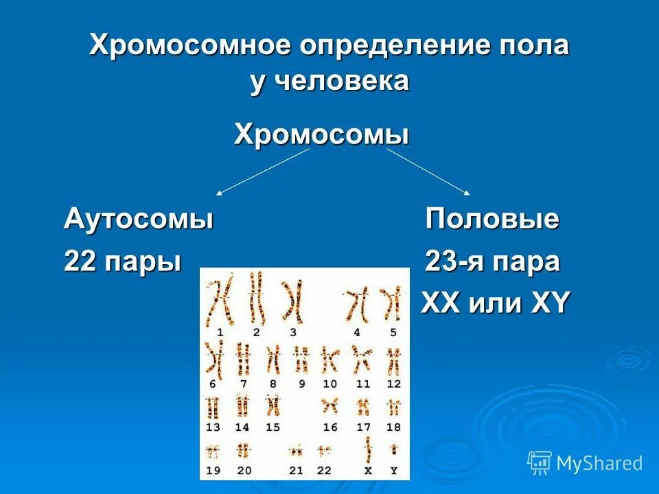 Число аутосом. В половых клетках содержится гаплоидный набор хромосом. Хромосомный набор человека. Сколько пар половых хромосом. Число половых хромосом у человека.