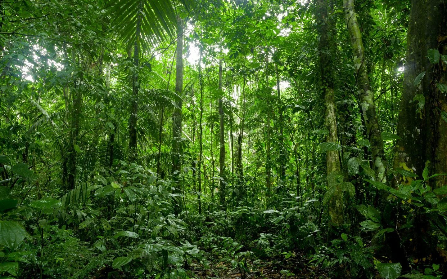 Природная зона тропические леса. Гилеи Бразилии. Гилея в Африке. Лес Гилея. Южная Америка Сельва лианы.