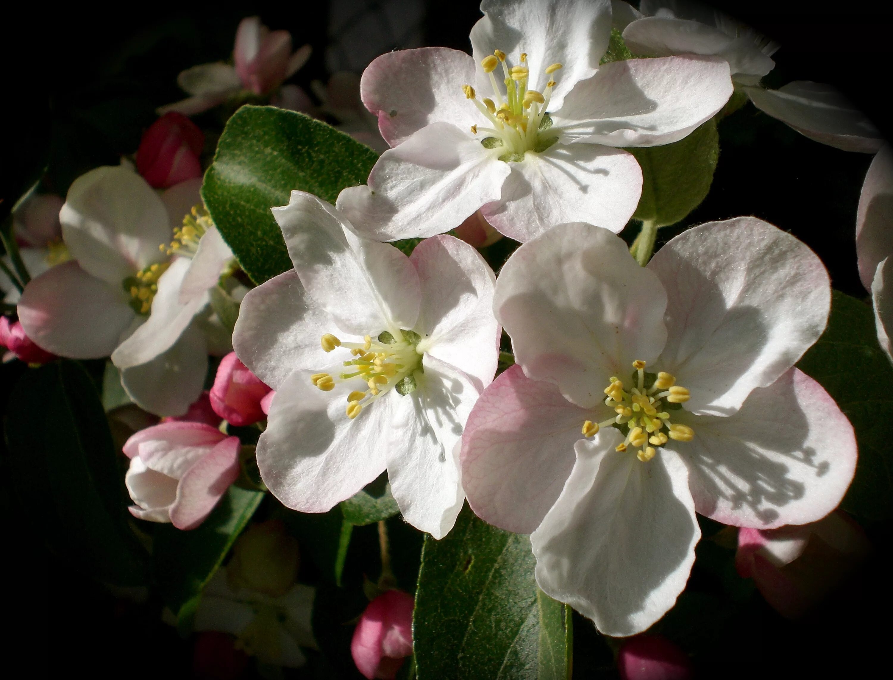 Картинки яблоневый цвет. Цветет яблоня Пинк Роуз. Яблоневый цвет (Apple Blossom). Яблоневый цвет Malus. Фуджи яблоня цветет.