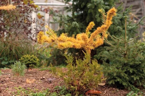 Лиственница крейчи. Лиственница крейчи мутейшн. larix decidua &#039;krejci&#039;. лиственница европейская krecji. лиственница европейская крейца мутейшн.