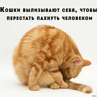 Why did the second cat complain
