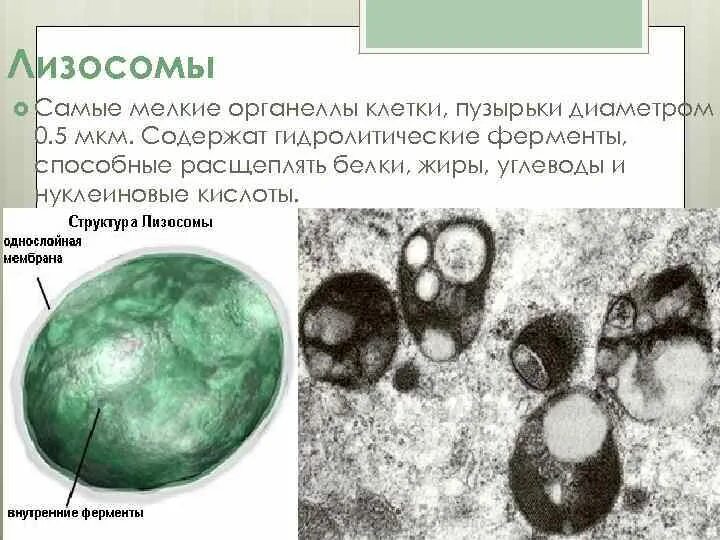 Органоиды клетки лизосомы. Строение структура лизосомы. Ферменты лизосом клетки. Лизосомы заполнены