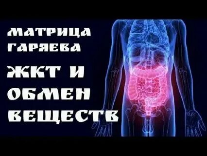 Матрица горяева мочеполовая система