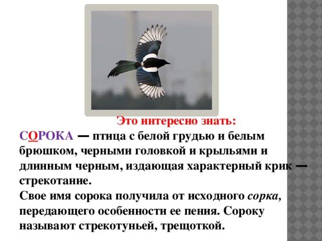 Какое чувство вызвала у тебя сорока выскочка. Сорока кратко. Сорока краткое описание. Сообщение о Сороке. Описание сороки.