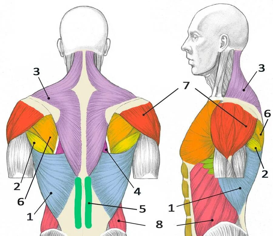Активная мышца. Ромбовидная анатомия. Ромбовидная мышца спины анатомия. Трапециевидная и ромбовидная мышцы. Трапециевидная мышца широчайшая мышца ромбовидные мышцы.