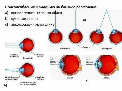Конвергенция глаз