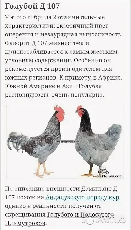 Яйцо инкубационное Доминант D149 - Черный на складе в Москве