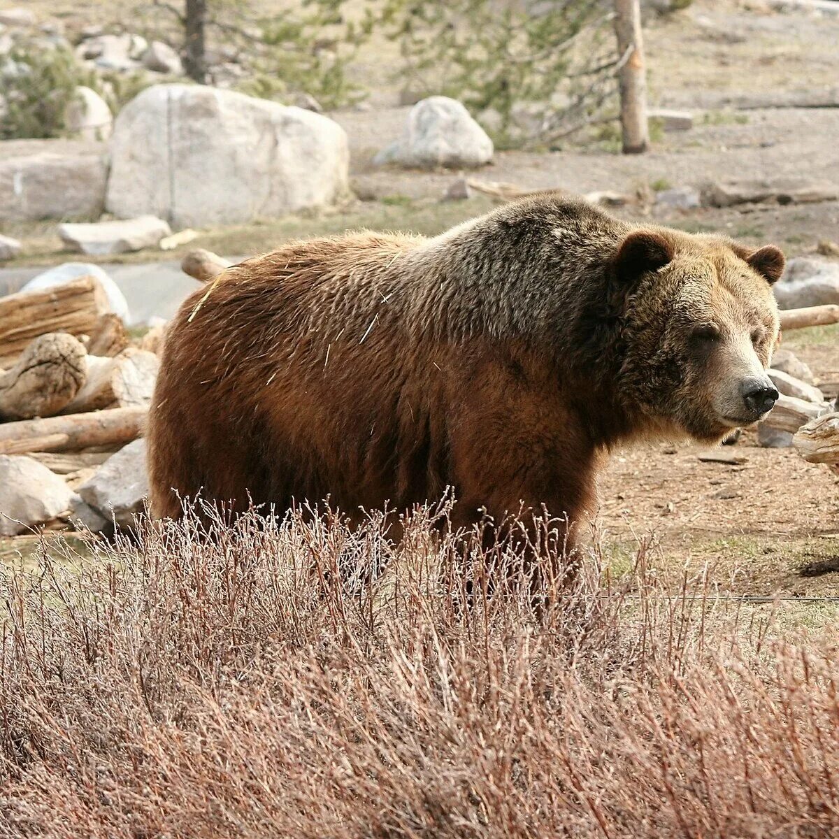 В австралии живут медведи. Медведи Гризли Йеллоустоун. Йеллоустоун парк Гризли. Йеллоустонский национальный парк медведь Гризли. Йеллоустонский парк фауна.