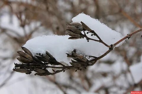 Что можно найти под снегом