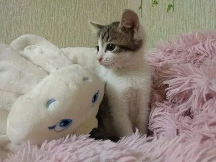 Кошка малышка песня