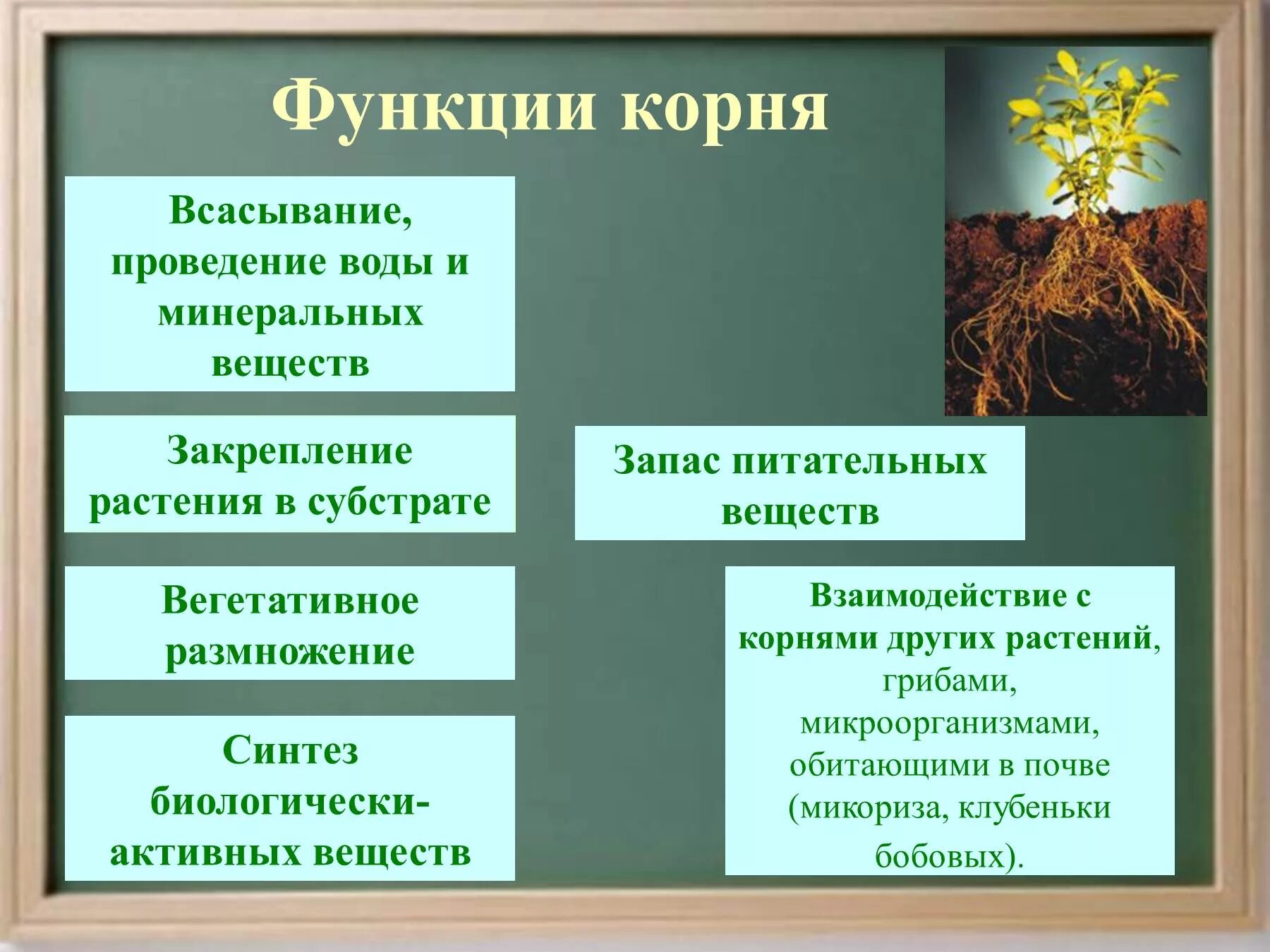 Корневой запас. Функции корня растений 5 класс биология. Функции корня биология 5 класс. Строение и функции корня высших растений.