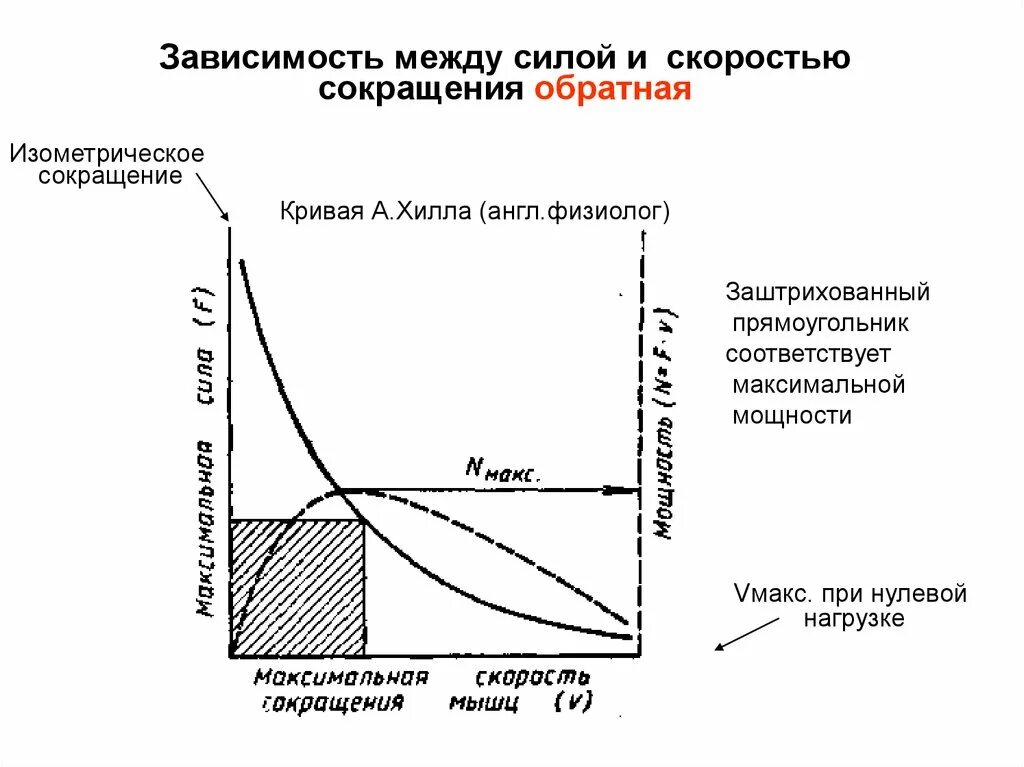 Зависимая работа. Зависимость сила скорость мышечного сокращения. Зависимость силы сокращения от скорости мышечного сокращения. Кривая мышечного сокращения Хилла. График скорость сила мышцы.