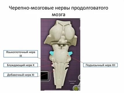 Какие ядра черепных нервов в продолговатом мозге