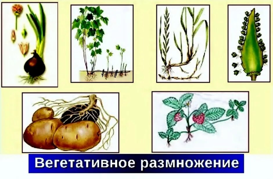 Способы вегетативного размножения растений рисунки