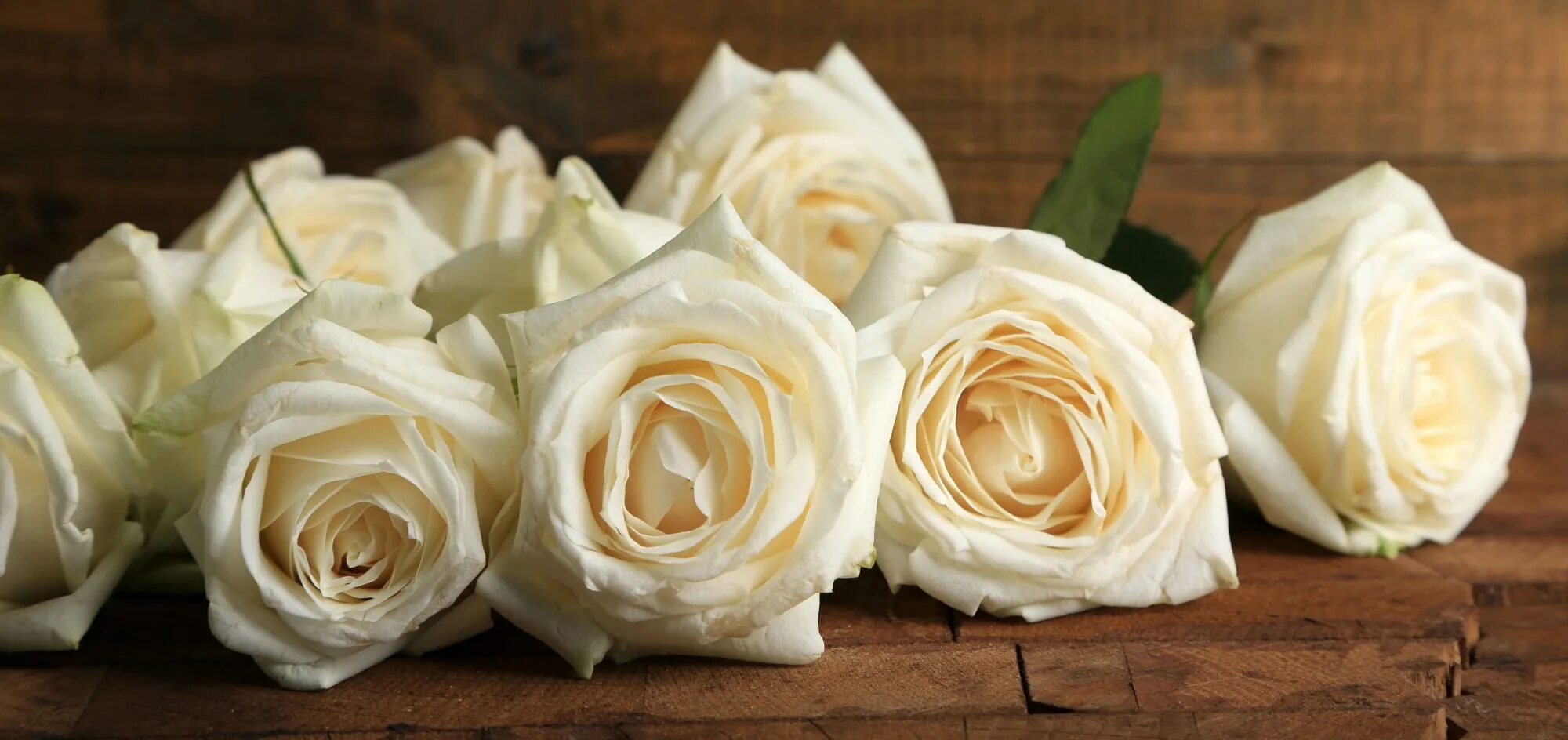 что обозначают белые розы. цветы белые розы что означают. букет цветов на языке цветов. белые розы значение на языке цветов. белые розы что символизируют.
