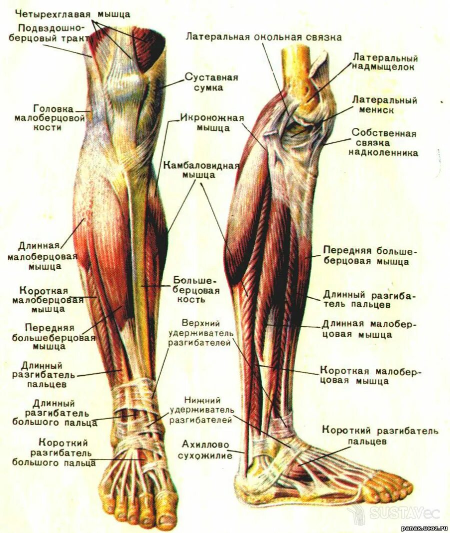 Картинки СВЯЗКИ ВОКАЛИСТА