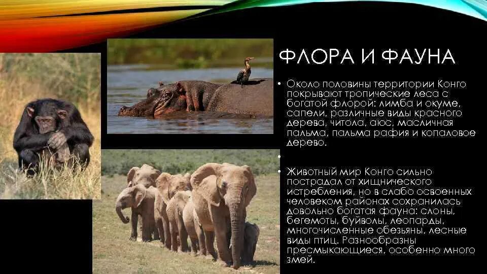 Животные африки 2 класс. Животный мир реки Конго.