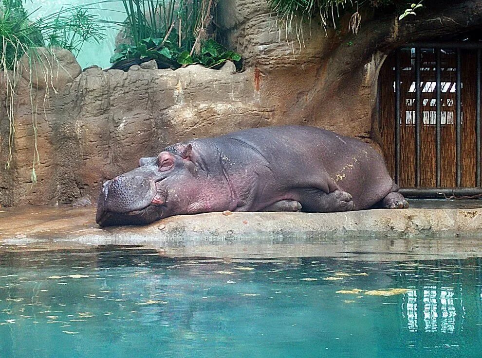 Бегемот в каком зоопарке. Зоопарк калининград бегемот. Бегемот в каком зоопарке. Карликовый бегемот ксюша. Бегемот в каком зоопарке.