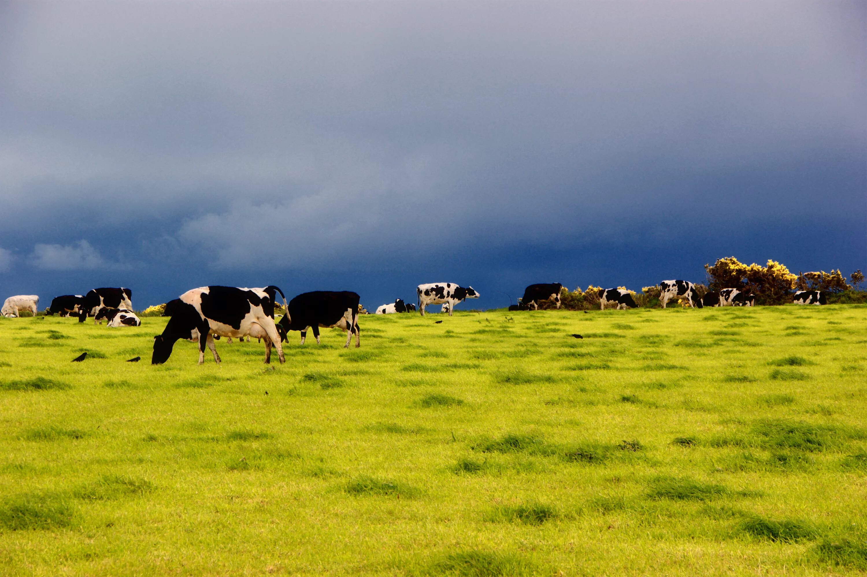 Поле коровки. Лугово пастбищный ландшафт. Коровы в поле. Коровы на пастбище. Коровы пасутся.