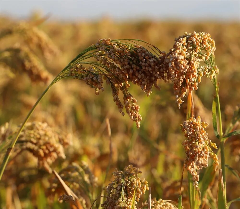 Просо сорнополевое. Просо (Panicum miliaceum). Сухоцвет пшеница чумиза. Соцветие просо чумиза могар. Особенности проса